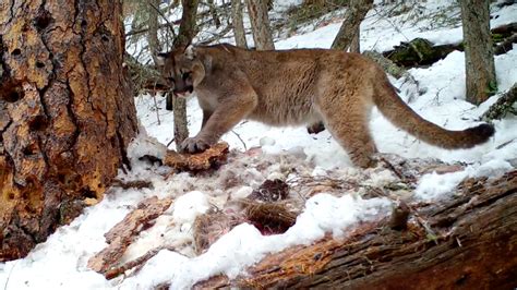 Study Shows Mountain Lions Have Unexpected Predator | MeatEater ...