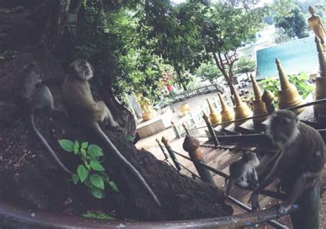 7 Best Places Where To See Monkeys In Thailand? (Safety Tips Included)