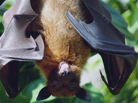 Giant Golden Crowned Flying Fox Size Comparison