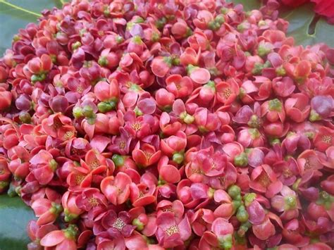 Discover the Exquisite Beauty of Tongan Heilala Flower