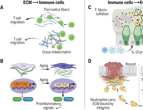 The extracellular matrix and the immune system: A mutually dependent ...