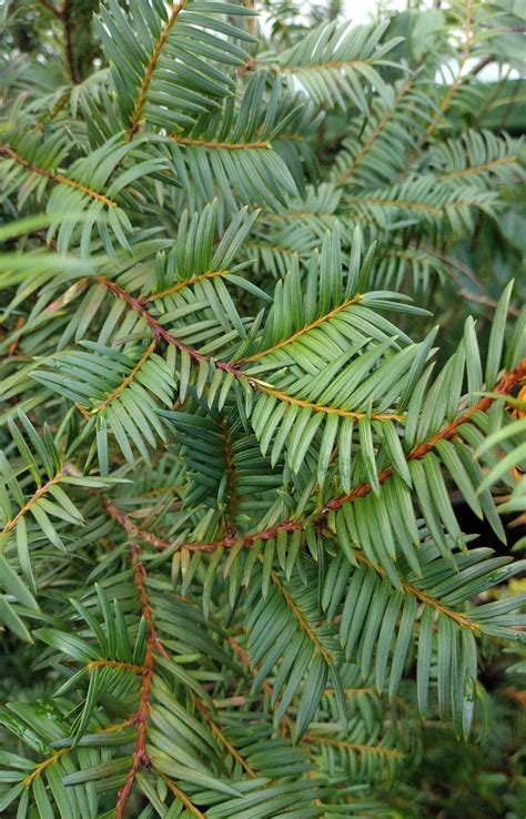 Taxus wallichiana - Trees and Shrubs Online