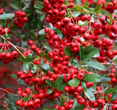 How to make Pyracantha Jelly and Jam - Full Receipt | pyracantha.co.uk