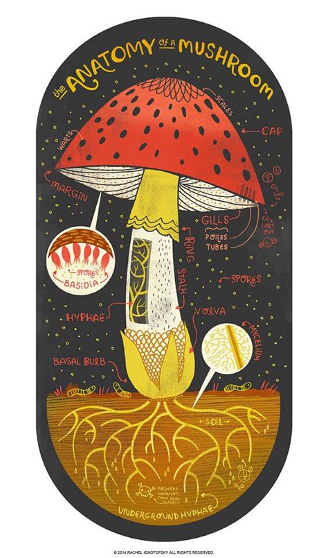 The Anatomy of a Mushroom Art Print - Etsy | Anatomy art, Illustration art, Mushroom art