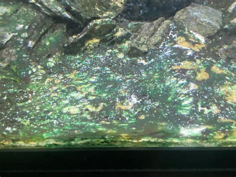 How do i get rid of green algae? : r/Aquariums