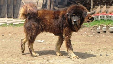 Himalayan Dog Breeds