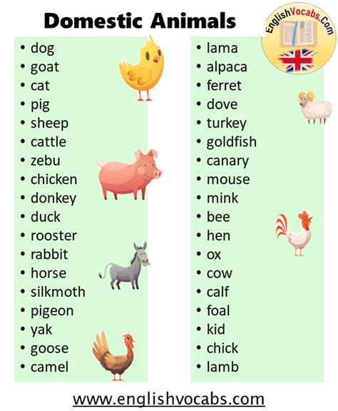 What is Domestic Animal? 30 Domestic Animals List - English Vocabs