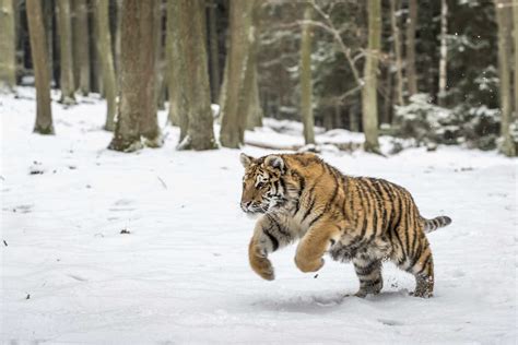 Young Siberian tiger hunting in snow stock photo