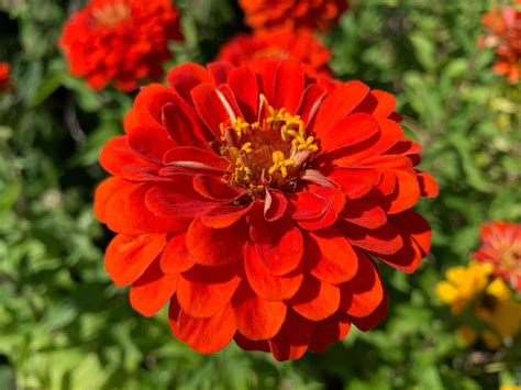 Scarlet Flame Zinnia Seeds Orange-red Zinnias 200 Seeds // - Etsy | Zinnias, Zinnia elegans ...