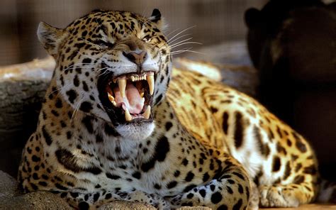 Jaguar Teeth HD wallpaper | animals | Wallpaper Better