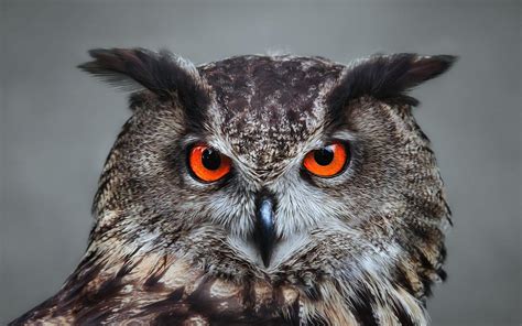 Great Horned Owl Wallpapers - Top Free Great Horned Owl Backgrounds - WallpaperAccess