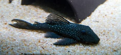 Blue Phantom Pleco - Size, Profile And Care Guide