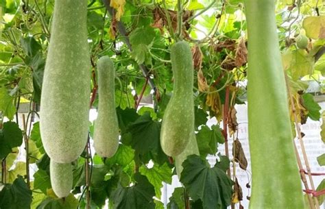 UPO, the Vegetable: Bottle Gourd in Philippine Cuisine