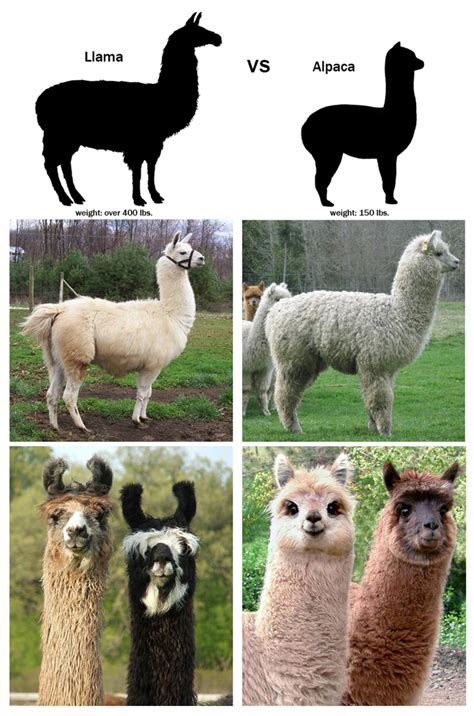 And to put it simply: Alpacas are pleasant looking and Llama’s look like they’re constantly ...