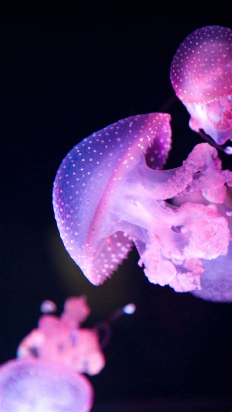 2160x3840 Glow, pink jellyfish wallpaper | Pink jellyfish, Pink ...