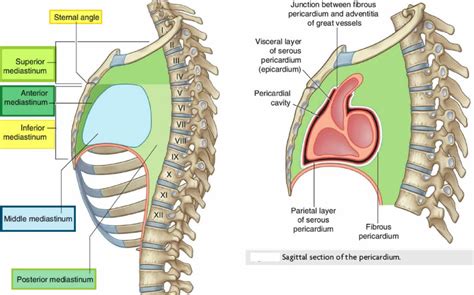 Mediastinum anatomy, location, cavity, organs, function & tumors