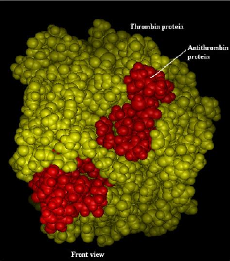 Antithrombin of H. sapience (red balls) and modeled thrombin structure ...