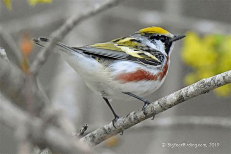 The Magic Warbler Tree - Big Year Birding