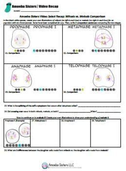 amoeba sisters mitosis worksheet