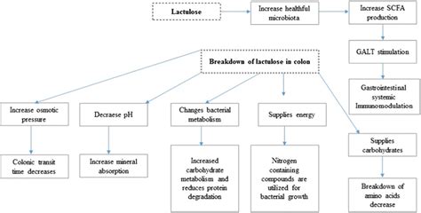 Lactulose Mechanism Of Action