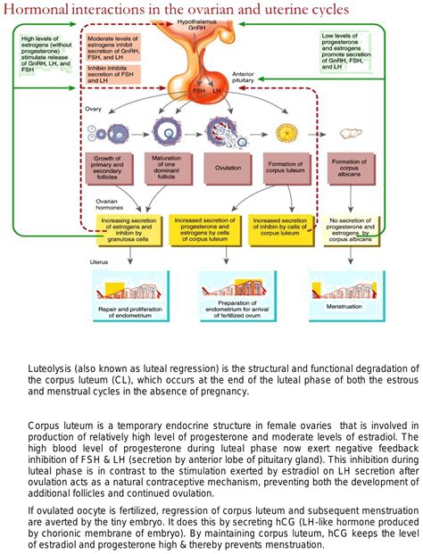 Corpus Luteum Hormones