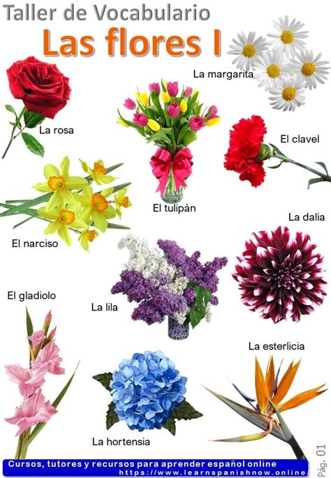 Nombres De Plantas Con Flores - Image to u