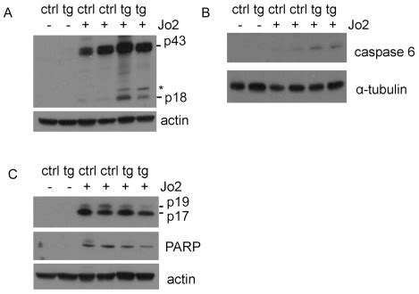 (A) Western blot analysis of cleaved caspase 8. The cleaved 43 kDa and... | Download Scientific ...