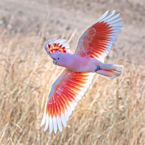 Pink cockatoo, Parrot, Beautiful birds : aww