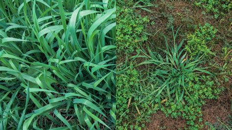 Quackgrass vs. Crabgrass: How to Determine These Pesky Lawn Invaders Apart