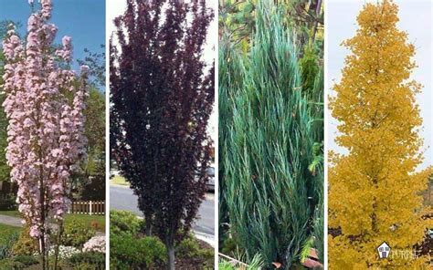 Narrow Trees For Small Yards that Pack a Punch | Backyard trees, Small yard landscaping, Trees ...