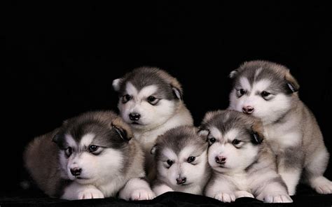 Are Alskan Malamutes Food With Babies