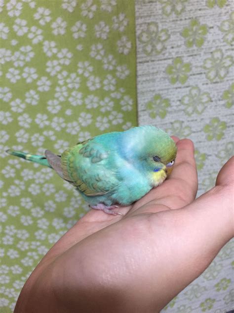 A beautiful tame 'Rainbow' Budgie. | Cute birds, Pet birds, Cute baby animals