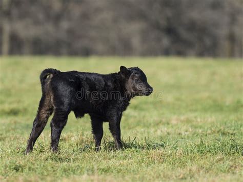 Black Angus Calf stock image. Image of calves, calf, farm - 85164695