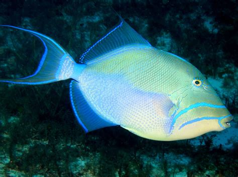 Queen Triggerfish - Balistes vetula - Cozumel, Mexico - Photo 4 - Caribbean Reefs