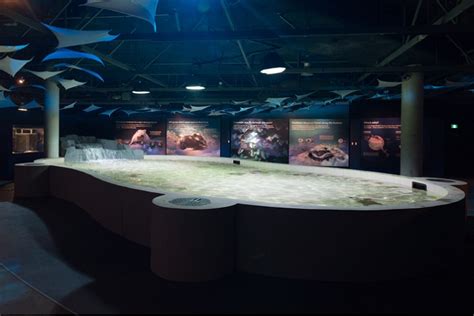 New Vancouver Aquarium exhibit allows a rare hands-on experience with stingrays | Globalnews.ca