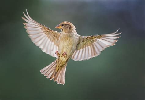 Photo Story: Birds in Flight Photography – Female House Sparrow | Martin Belan | Birds flying ...