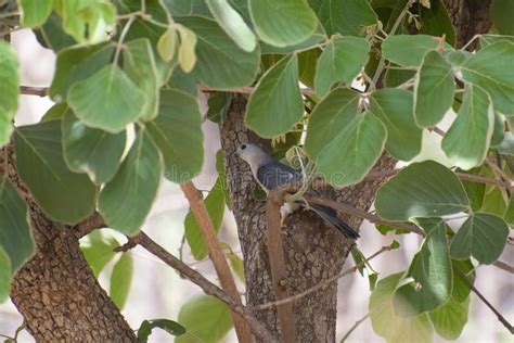 Indian Raptor Shikra Hiding on Palash Tree Stock Image - Image of birds, shikra: 248658915