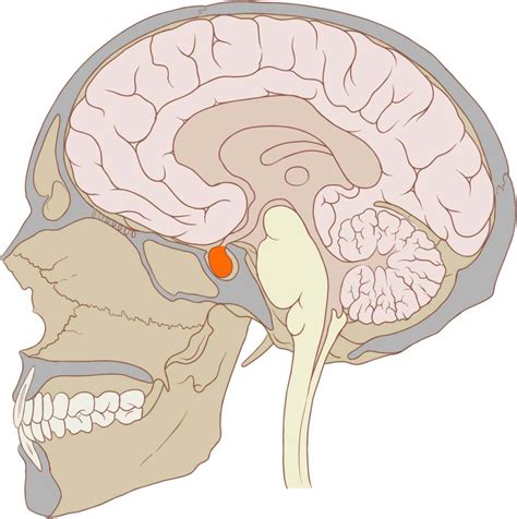 Pituitary Gland: The Master Gland