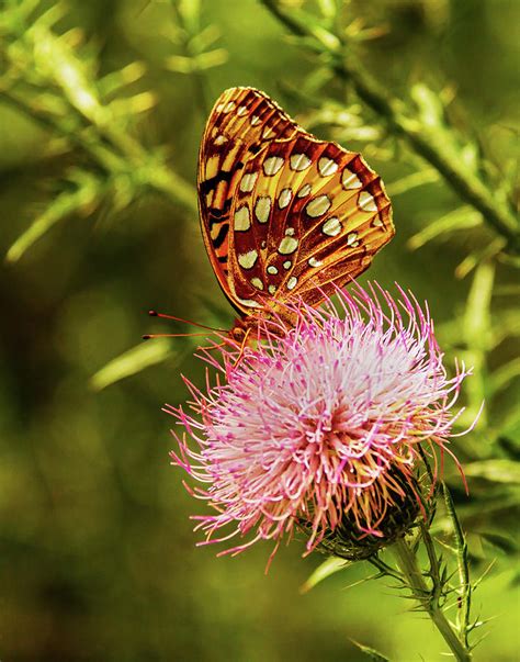 Great Spangled Fritillary Photograph by Jerry Lohman - Fine Art America