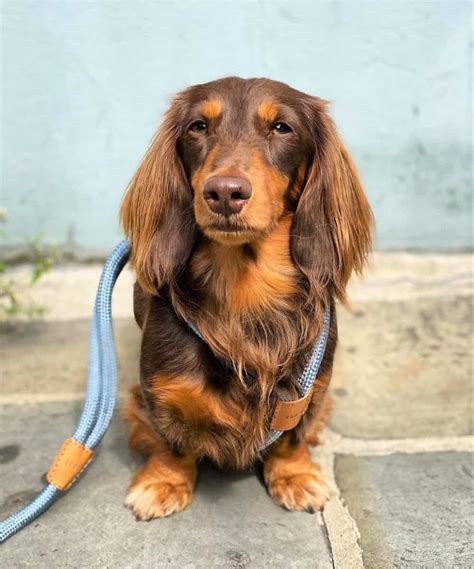 Long-Haired Miniature Dachshund: The Ultimate Purebred Icon