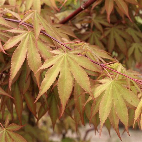 Acer palmatum 'Osakazuki' - Blue Heron Nursery