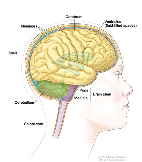 Cerebrum Brain