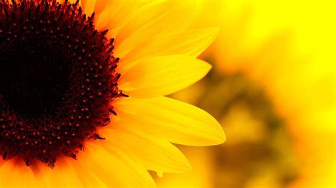 Sunflower Wallpapers - Top Free Sunflower Backgrounds - WallpaperAccess