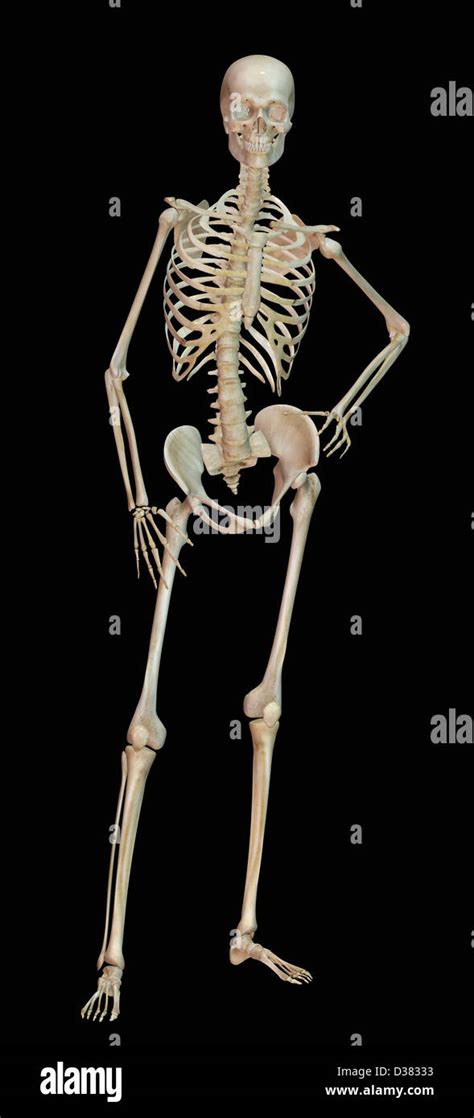 Digitally generated image of human skeleton Stock Photo - Alamy