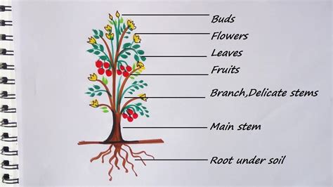 Parts of a plant drawing easy | How to draw a shrub | How to draw a flow... in 2020 | Plant ...