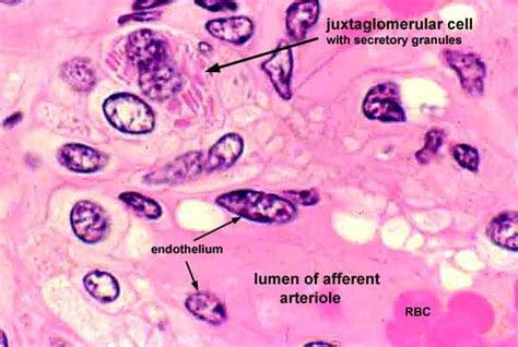 Histology at SIU