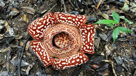 Tambunan Rafflesia Reserve - All You Need to Know BEFORE You Go (2024)