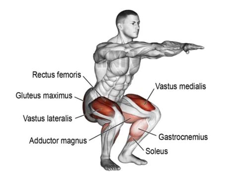 Squats Muscles Targeted