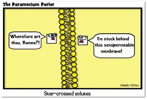 cell membrane- fun video about the cell membrane and cell transport for your biology class ...