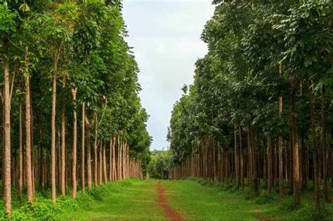 Red Sandal Timber Farming - A Guide To Sustainable Farming In India